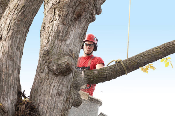 How Our Tree Care Process Works  in  Tomahawk, WI